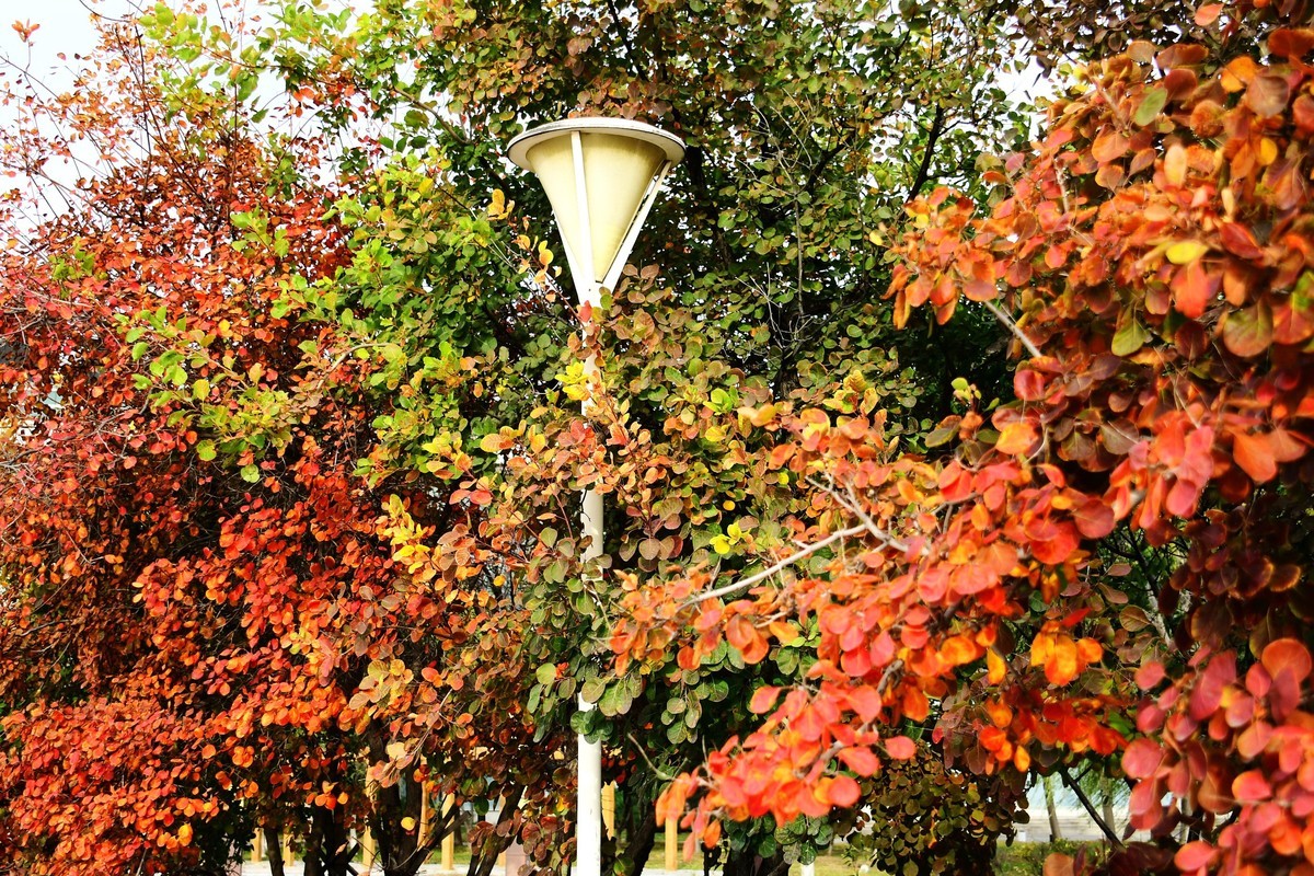 明湖广场秋意浓