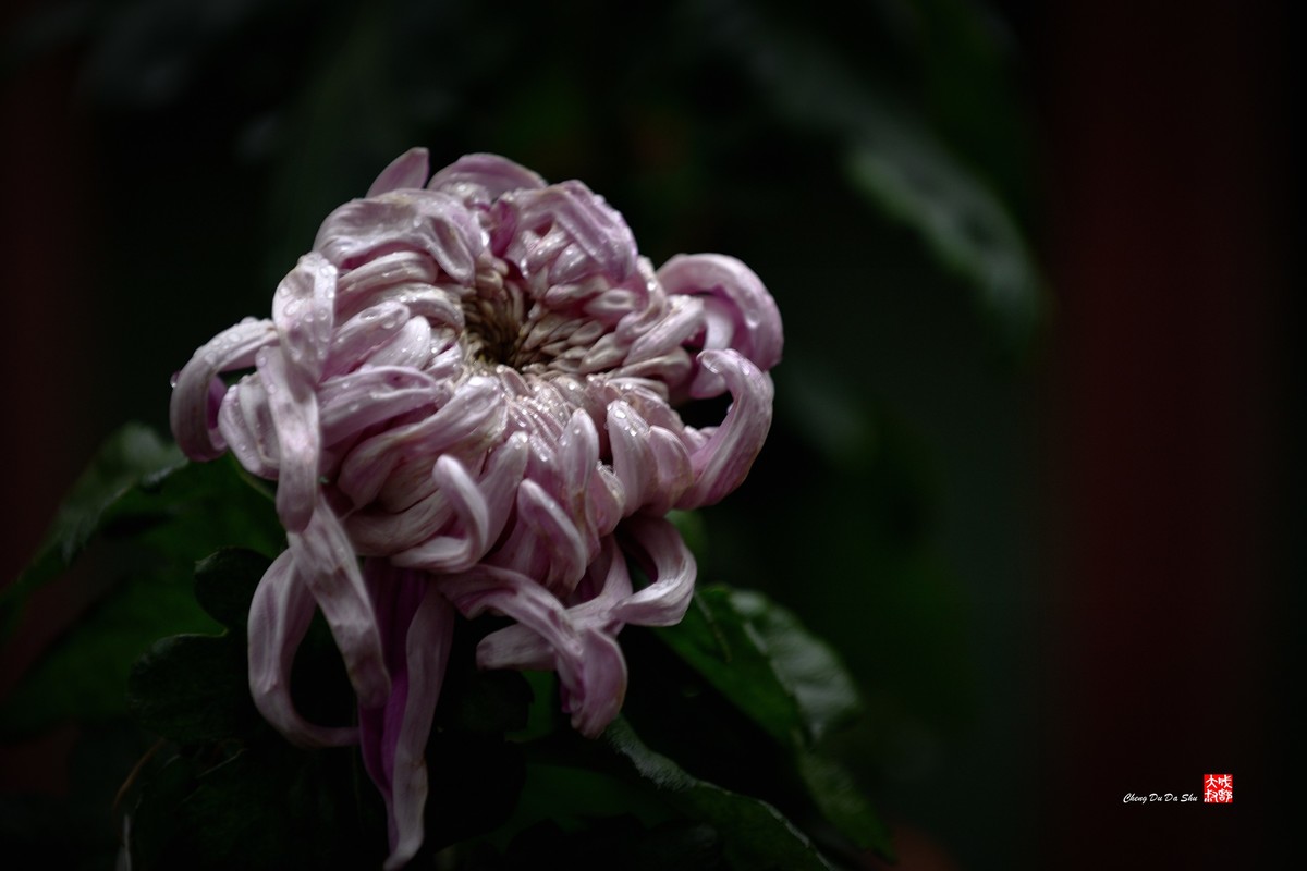 2022成都第60届菊花展【6】