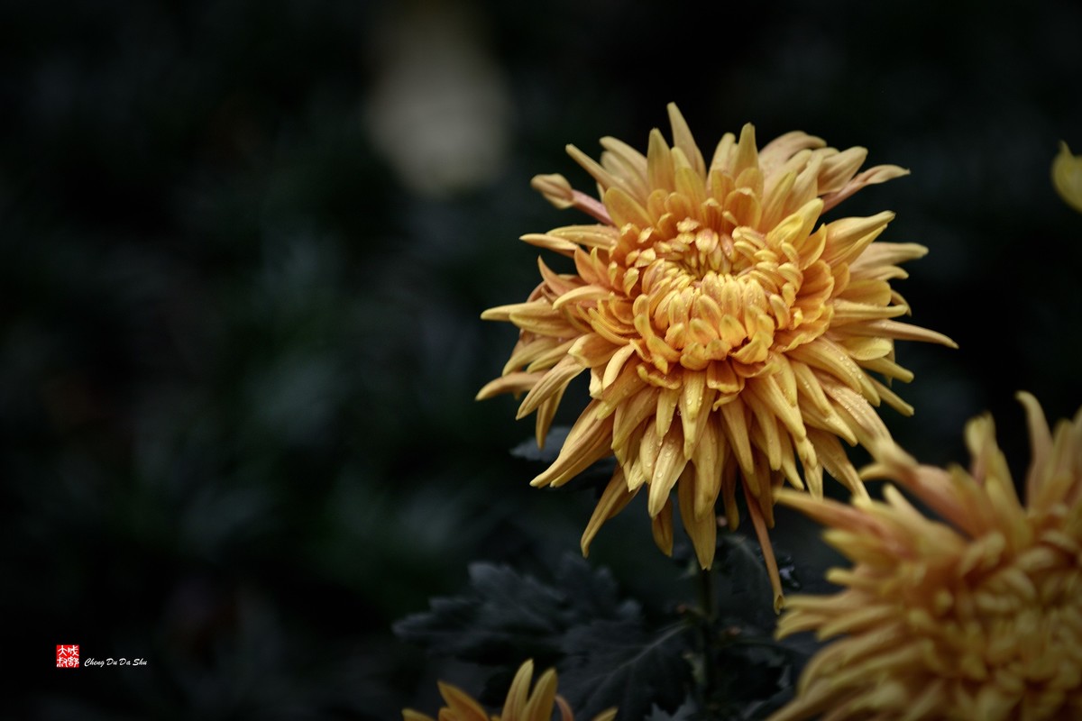 2022成都第60届菊花展【6】