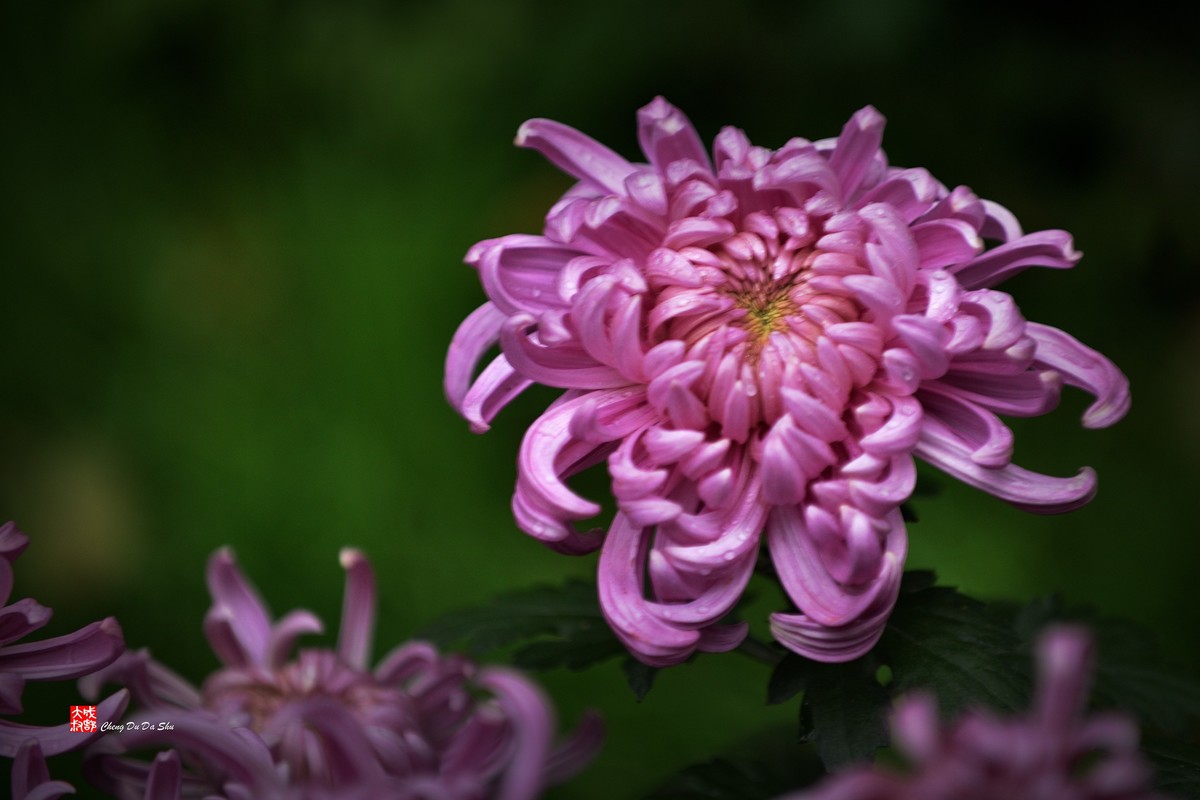 2022成都第60届菊花展【6】