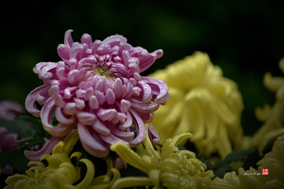 2022成都第60届菊花展【6】