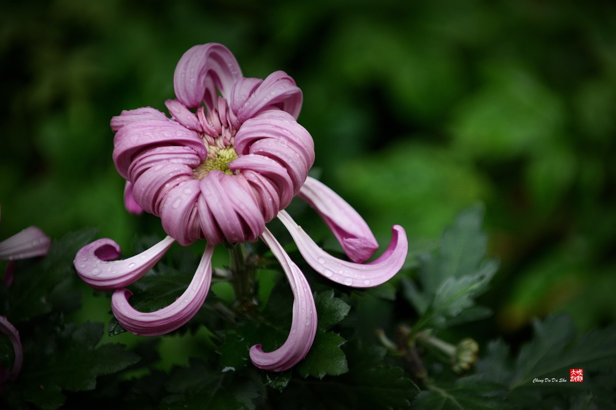 2022成都第60届菊花展【6】