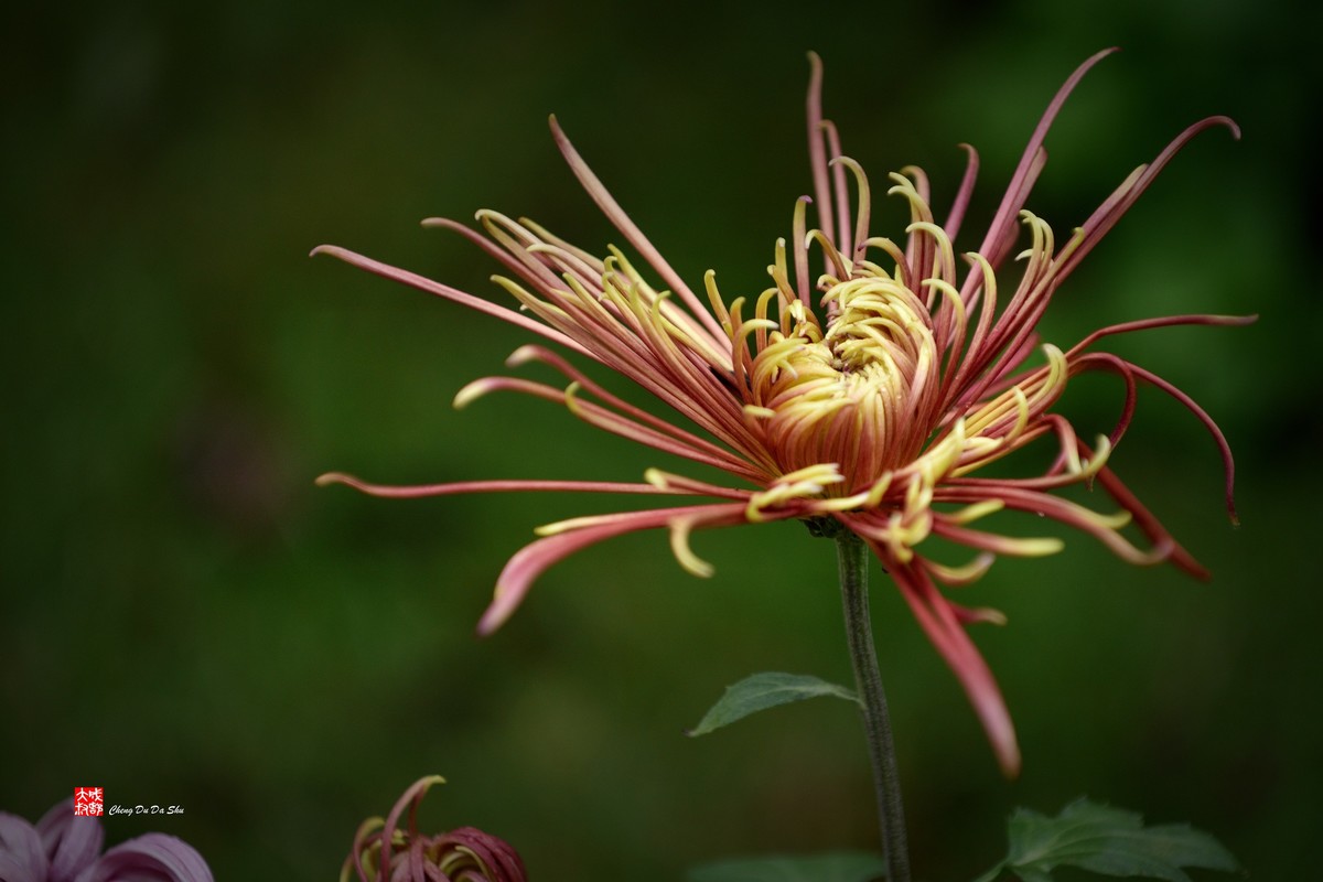 2022成都第60届菊花展【6】