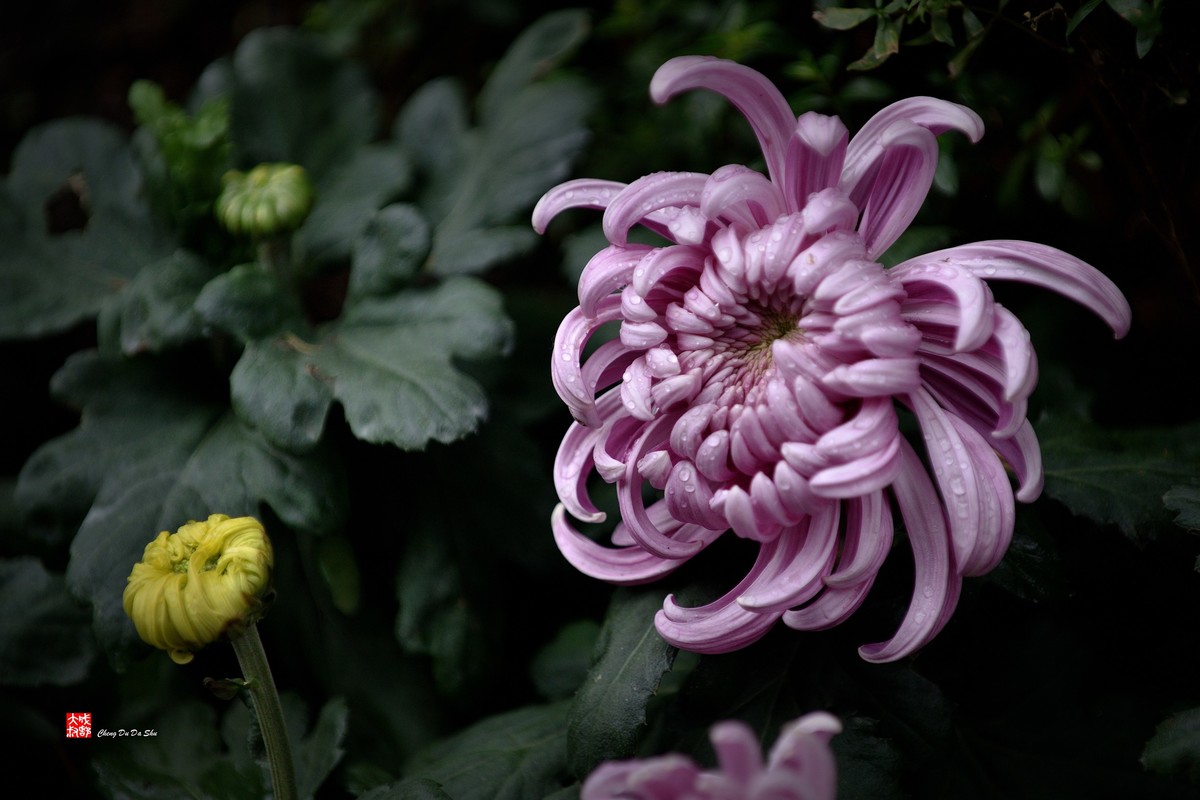 2022成都第60届菊花展【6】