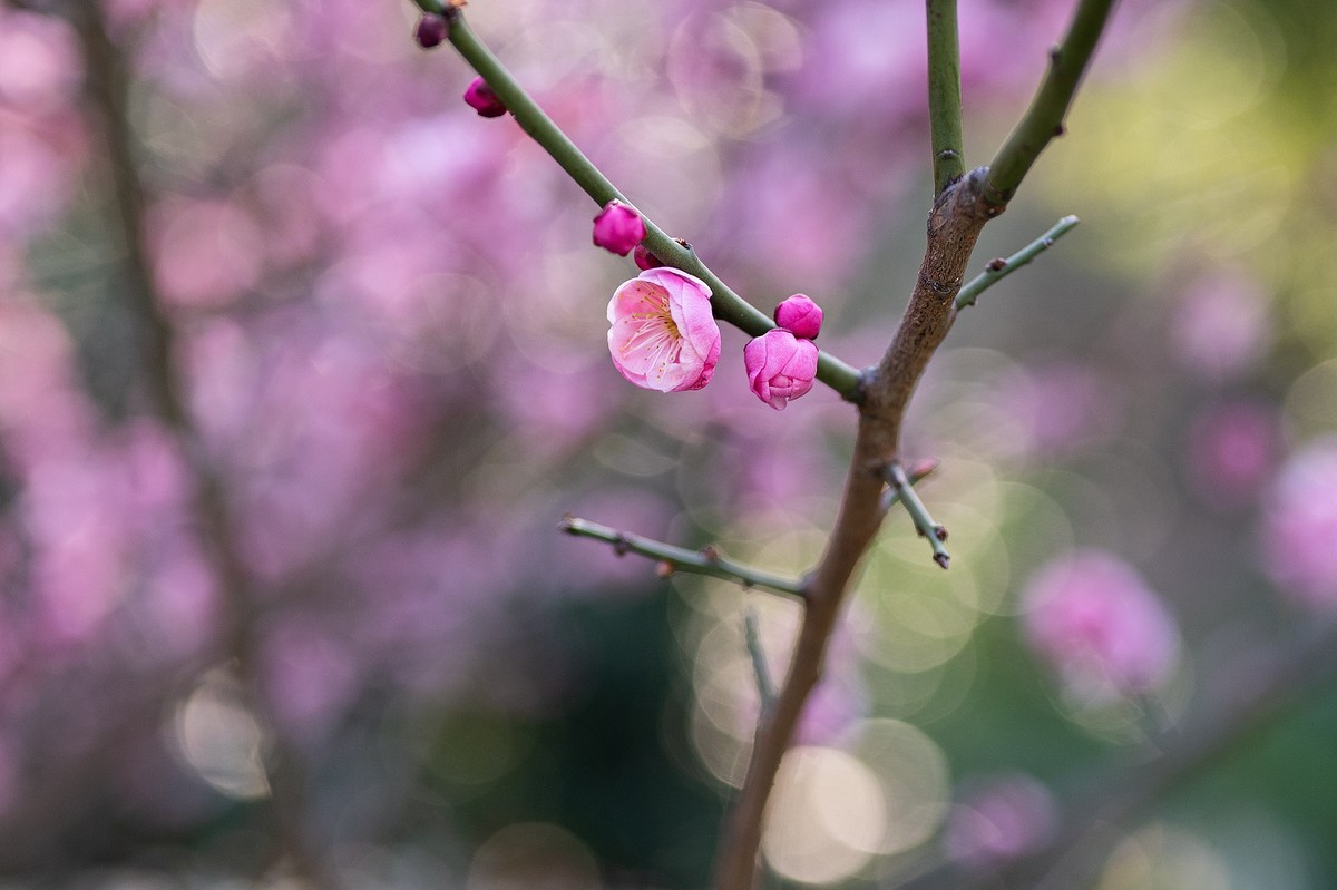 花一组