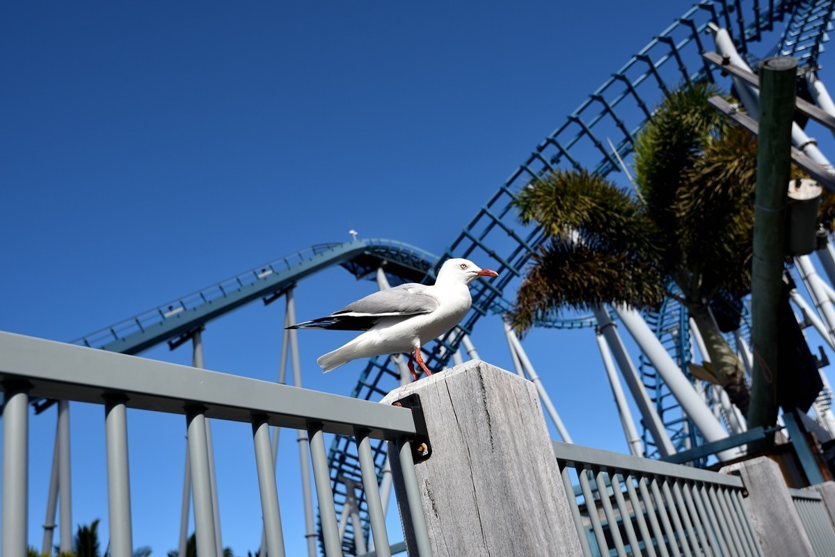 澳大利亚的黄金海岸  2 /6