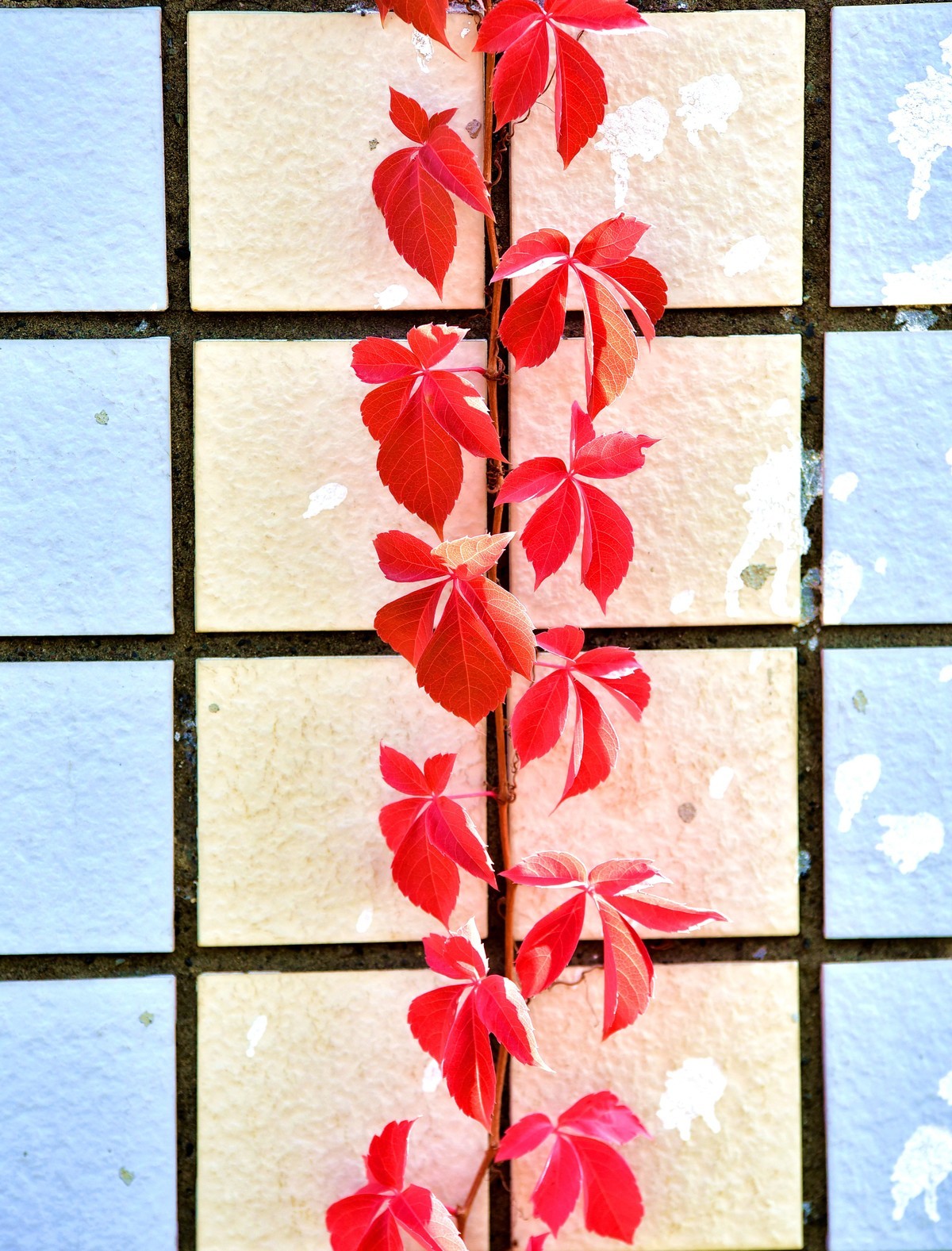 鲤鱼山公园秋叶红了。