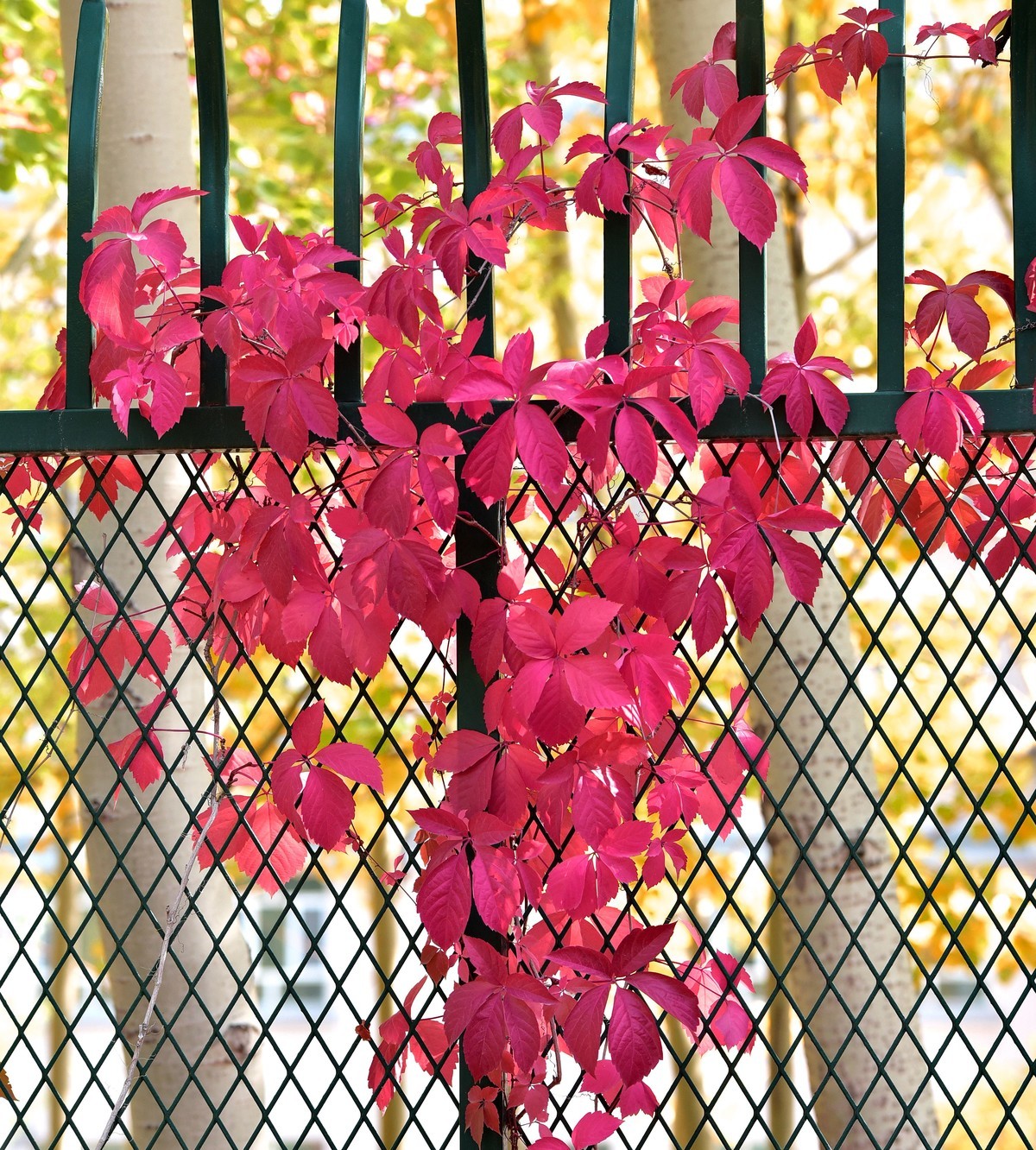 鲤鱼山公园秋叶红了。