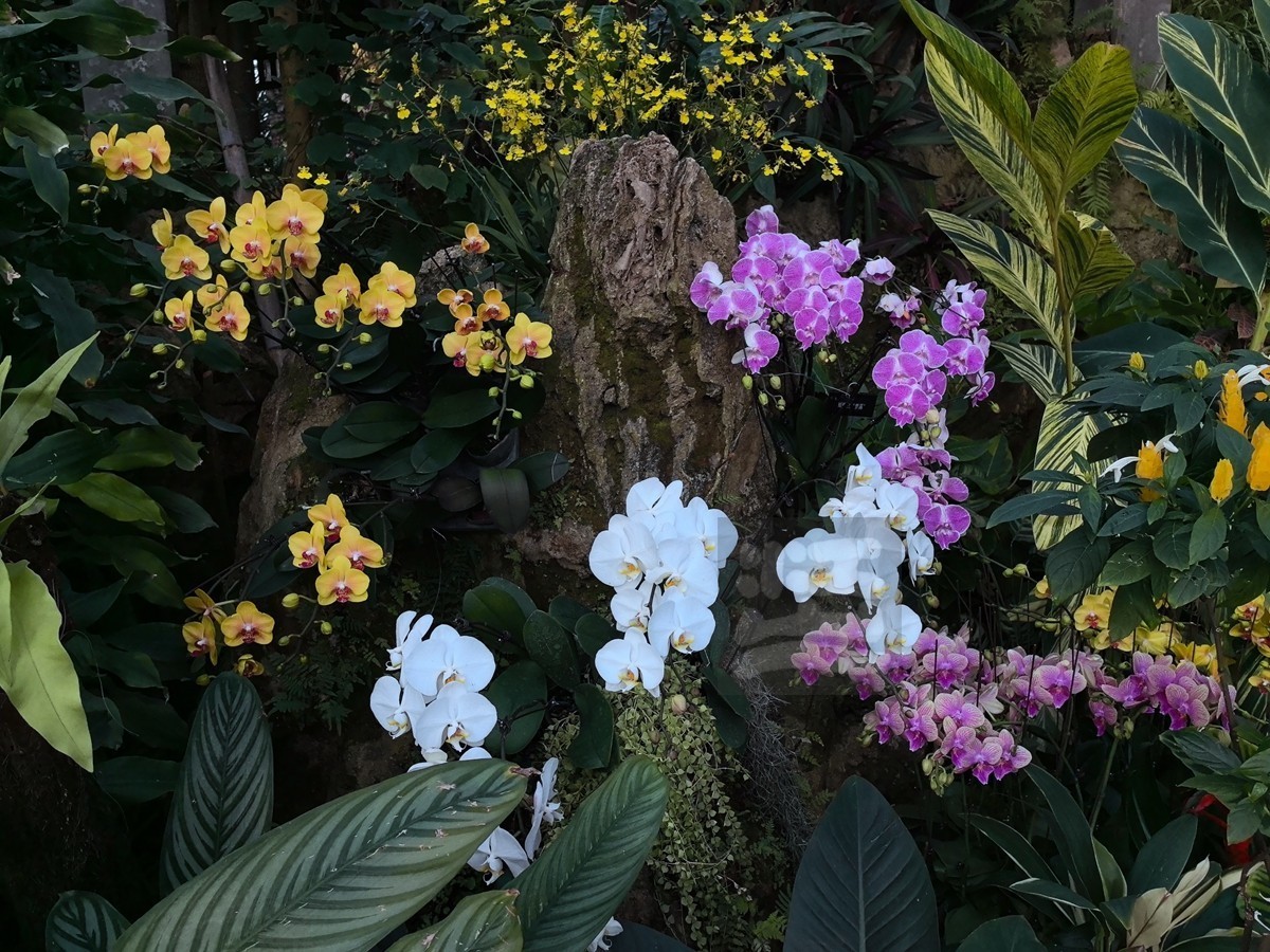 独秀*武汉植物园——武汉随笔