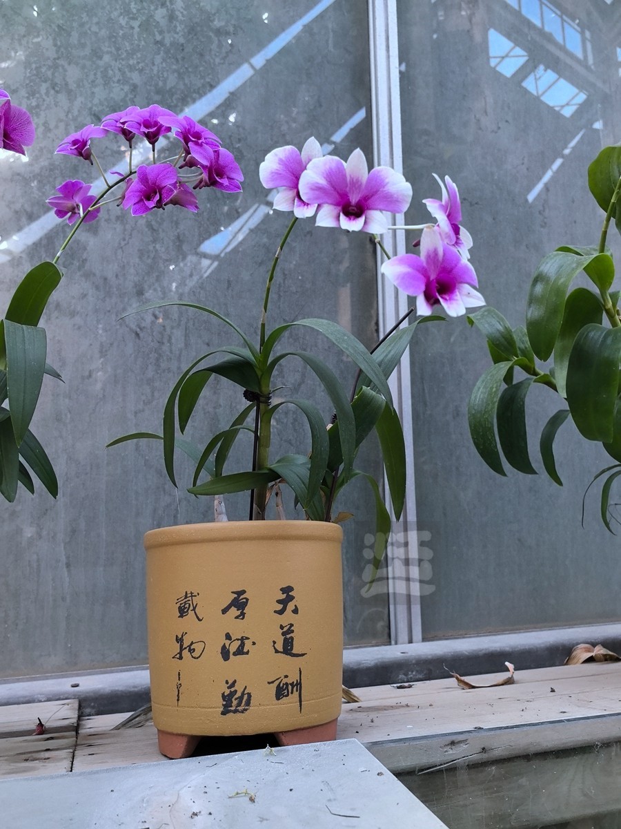 独秀*武汉植物园——武汉随笔