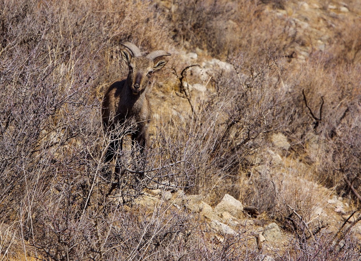 春天的贺兰山里！