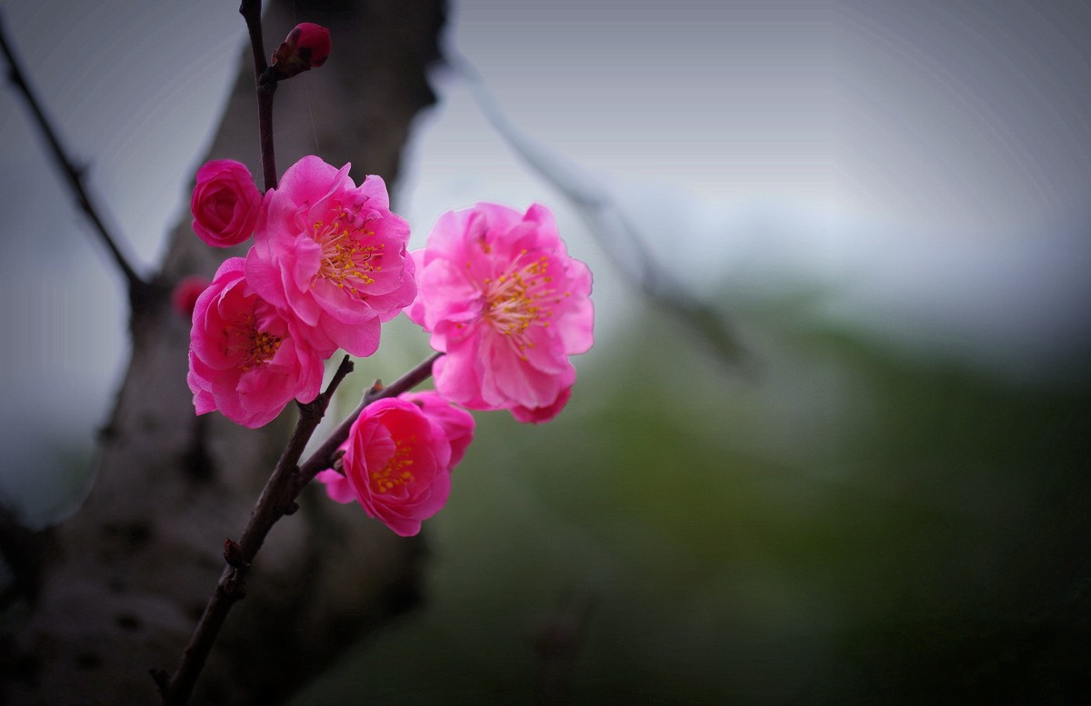 前期拍的红梅花（2）