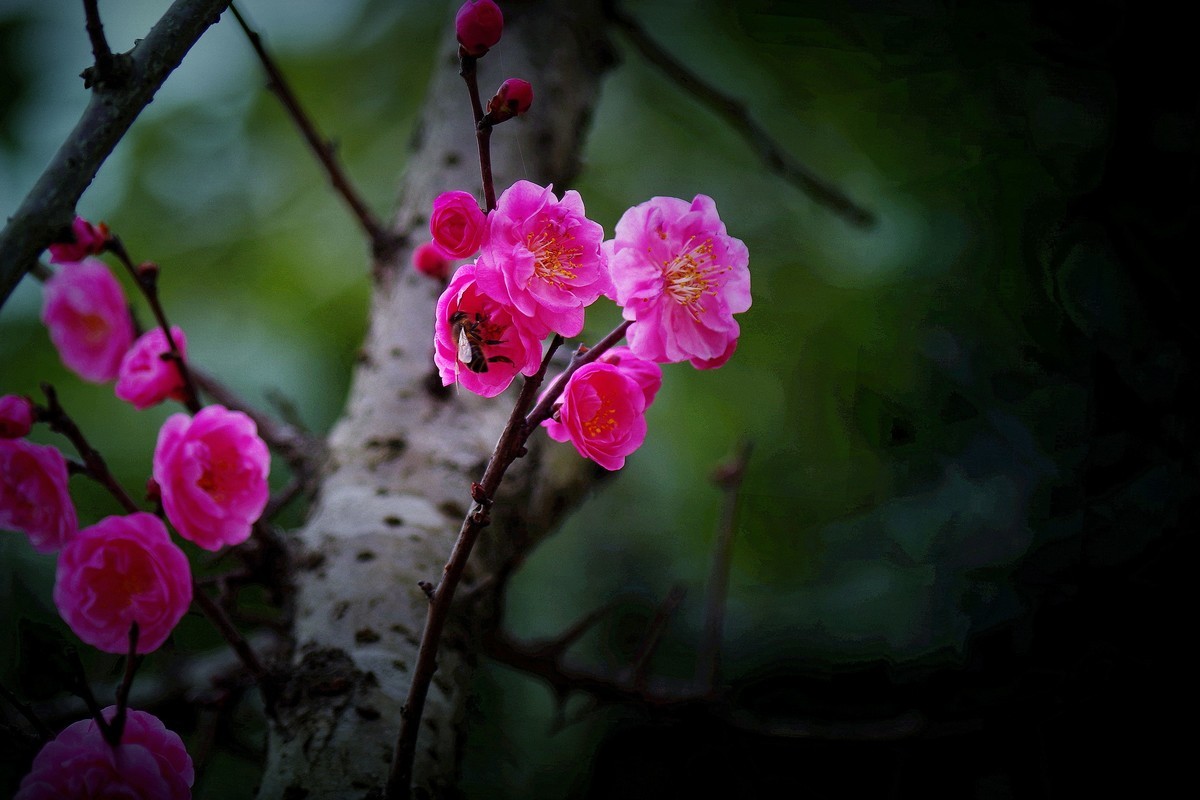 前期拍的红梅花（2）