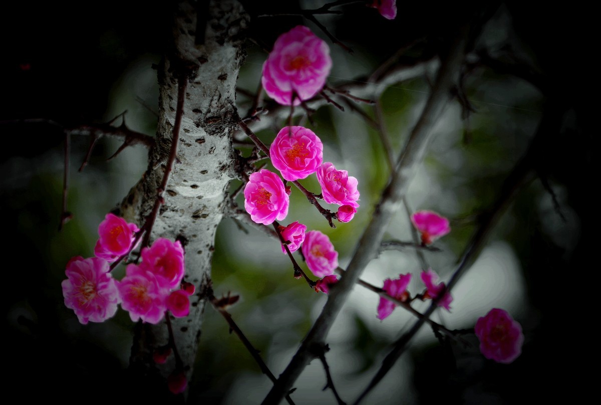 前期拍的红梅花（2）