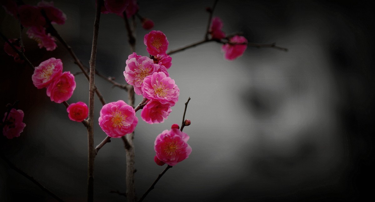 前期拍的红梅花（2）