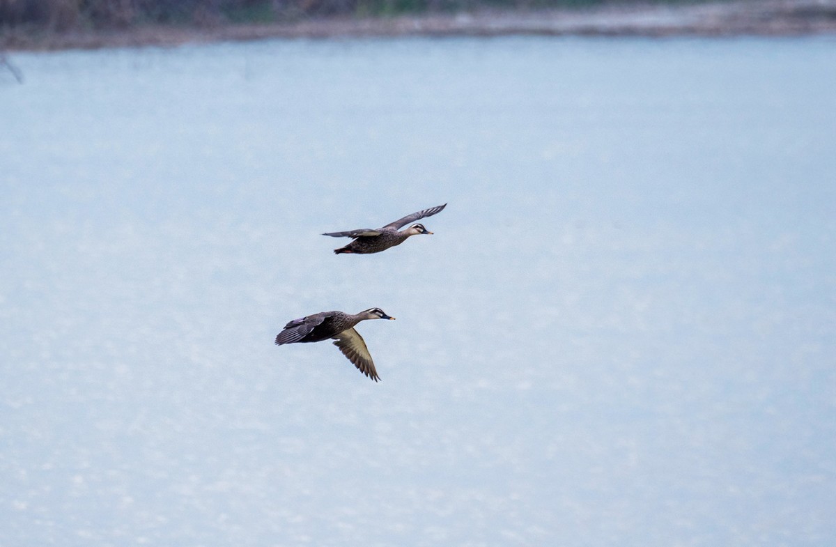 野鸭（二十四）