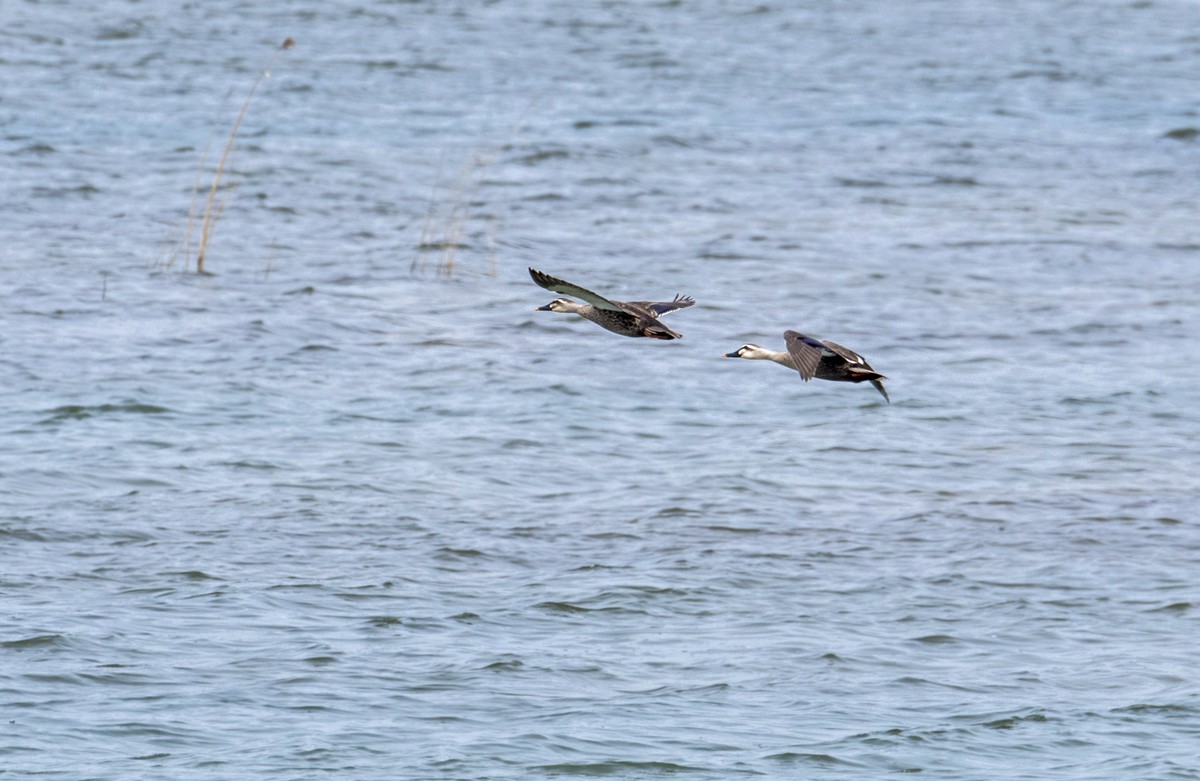 野鸭（二十四）