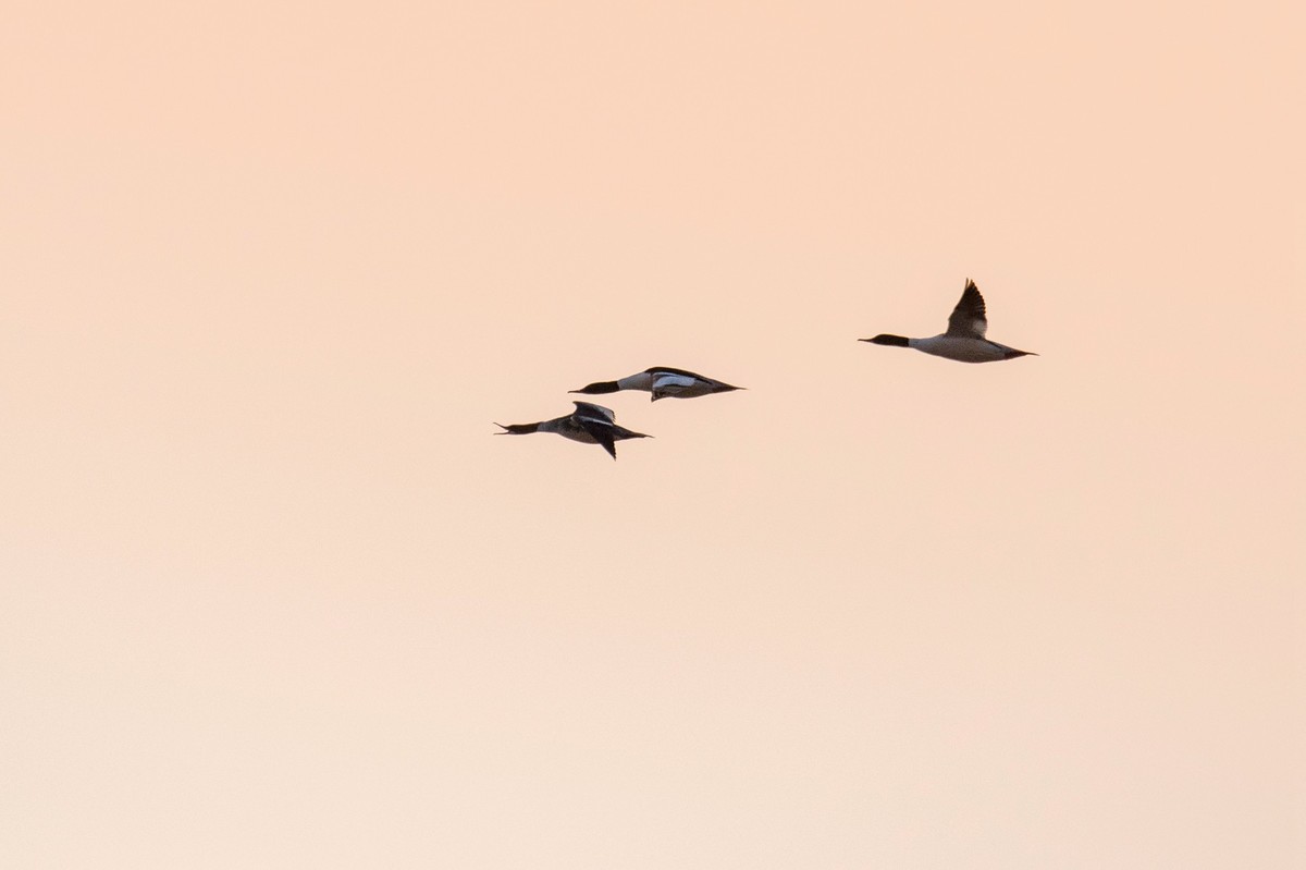 野鸭（二十四）