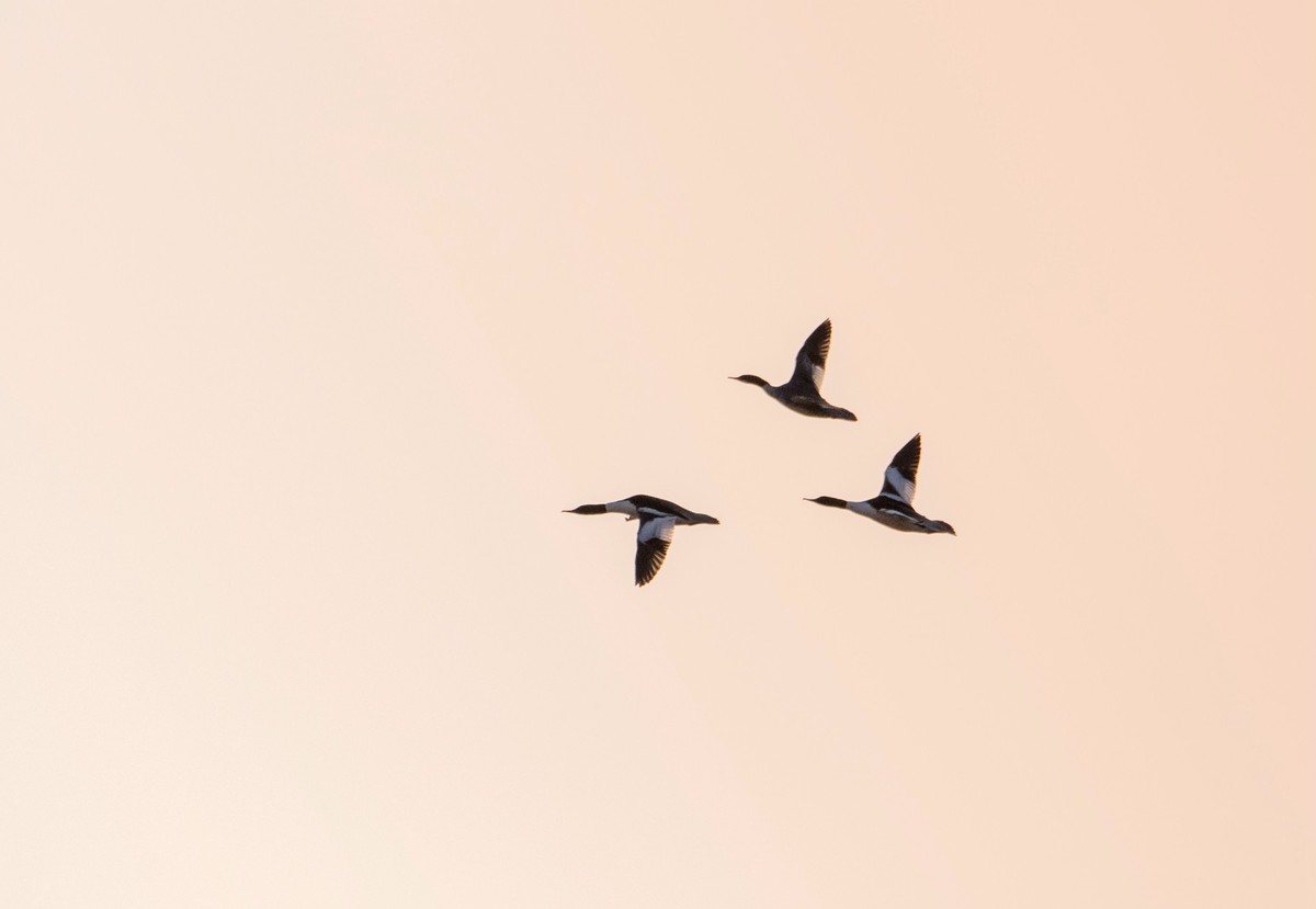 野鸭（二十四）