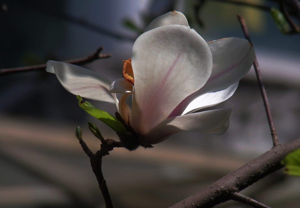 长焦机拍白玉兰