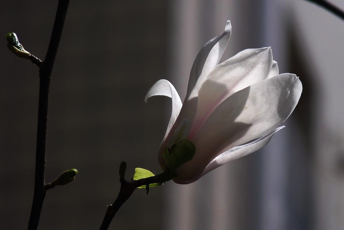 长焦机拍白玉兰