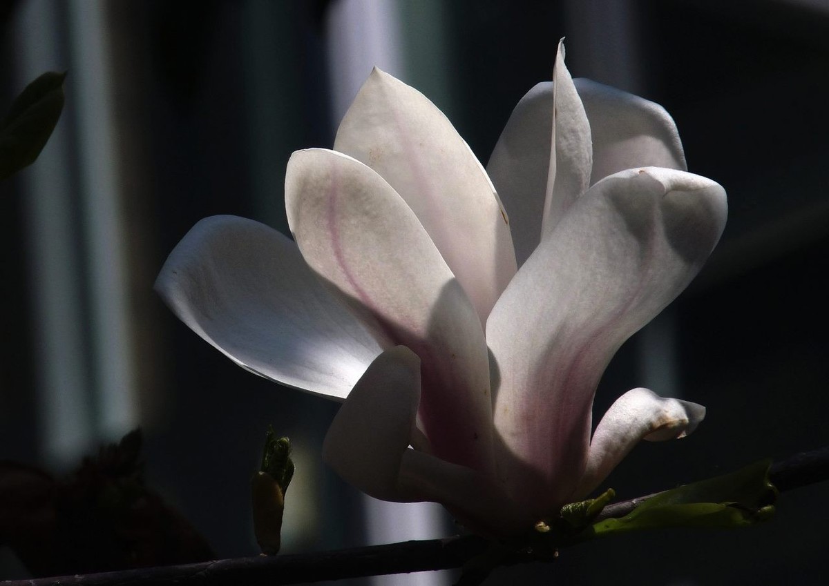 长焦机拍白玉兰