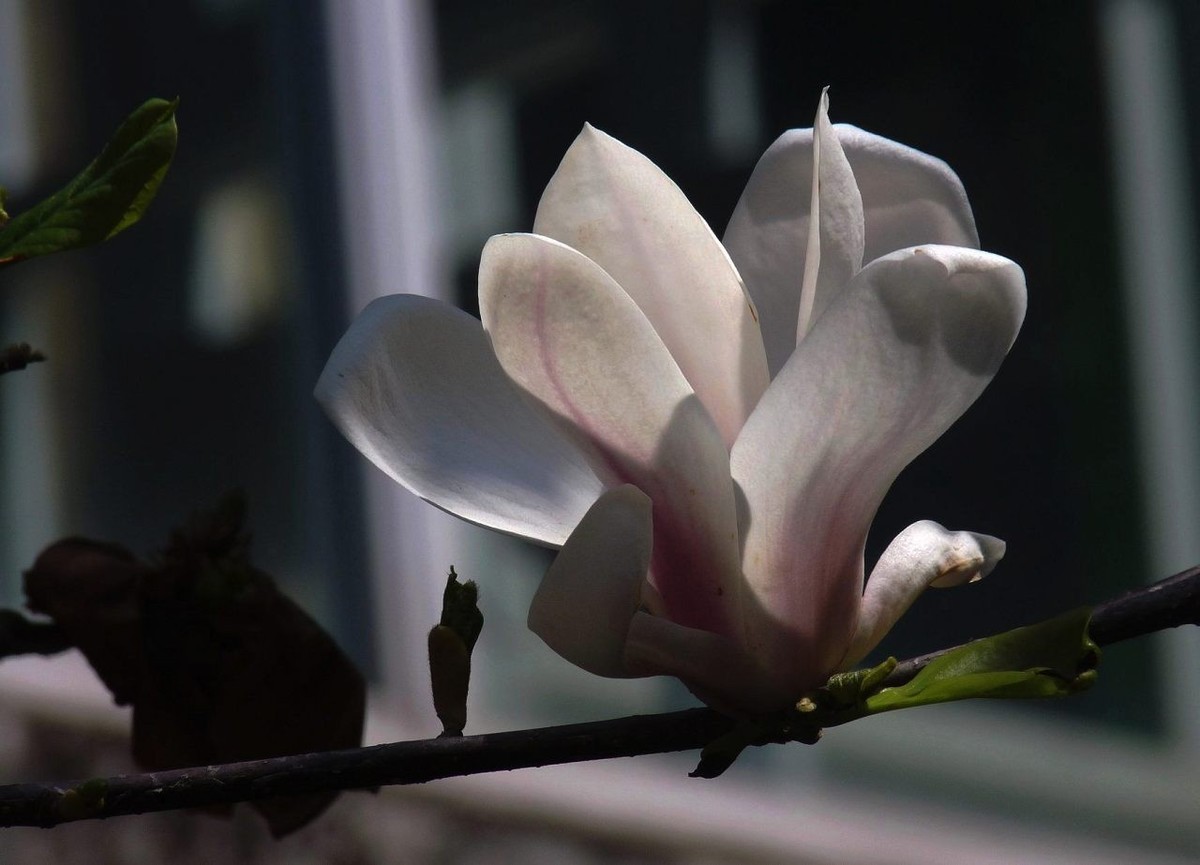 长焦机拍白玉兰