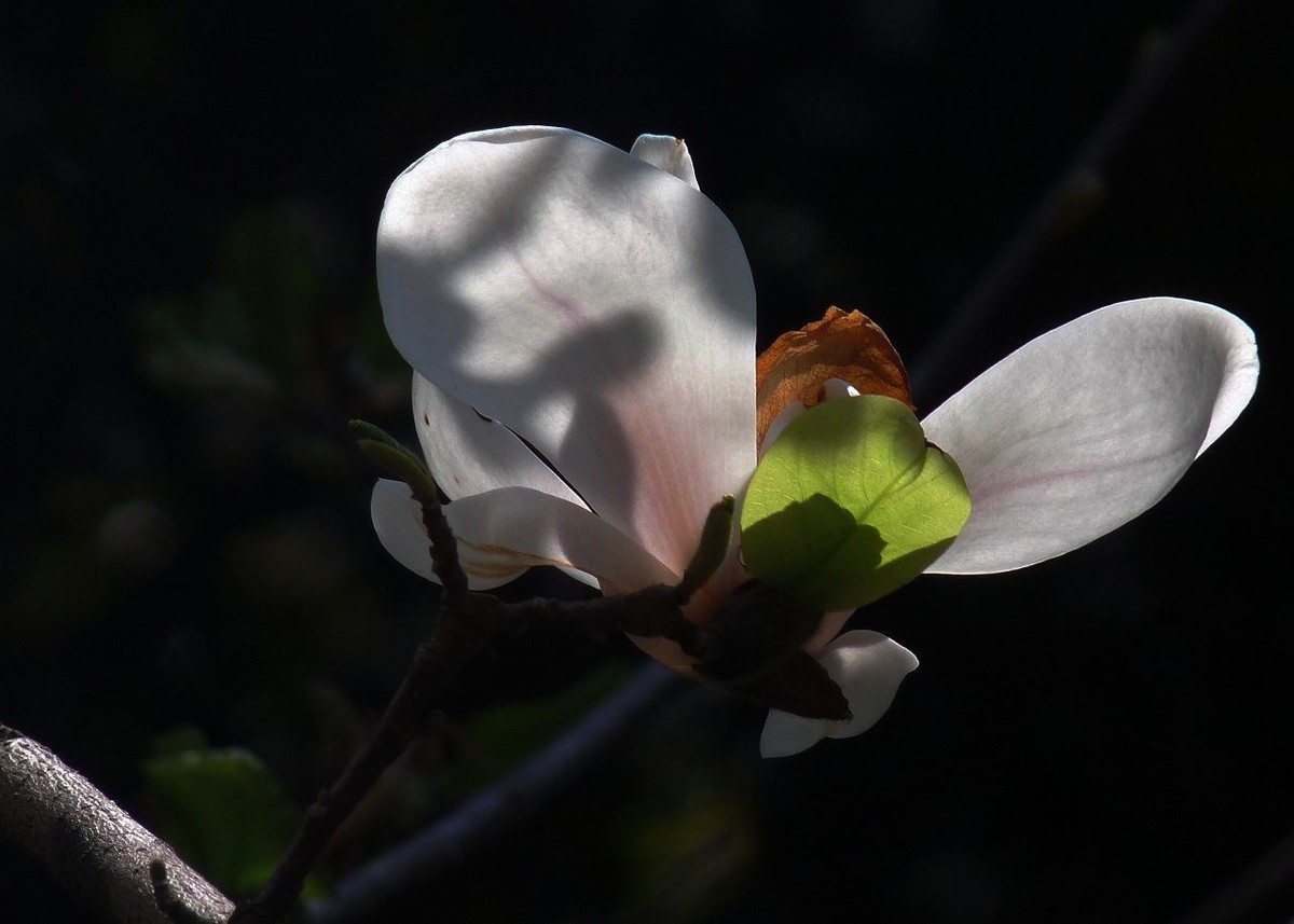 长焦机拍白玉兰