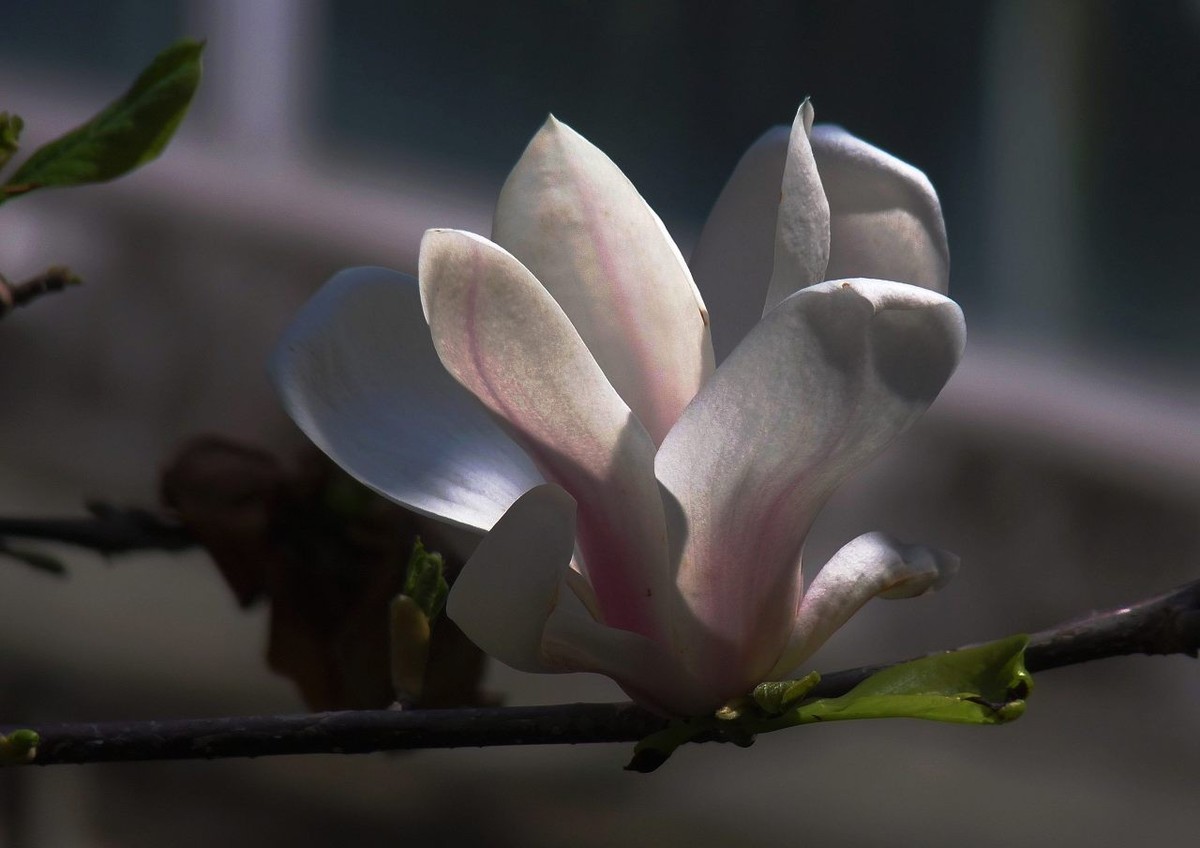 长焦机拍白玉兰