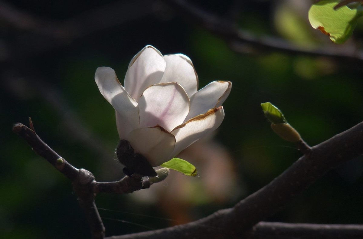 长焦机拍白玉兰