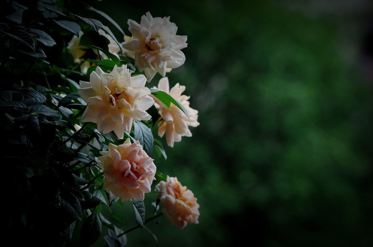 月季花（6）