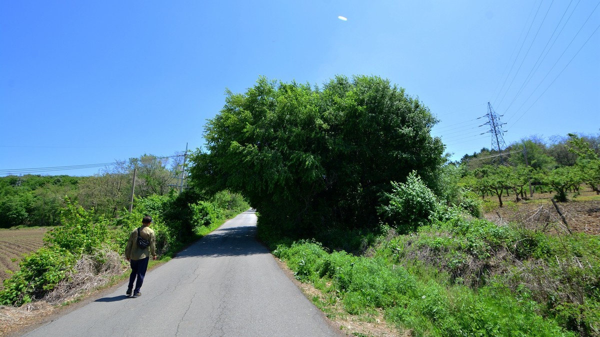 平顶山后山有大象，嘿嘿