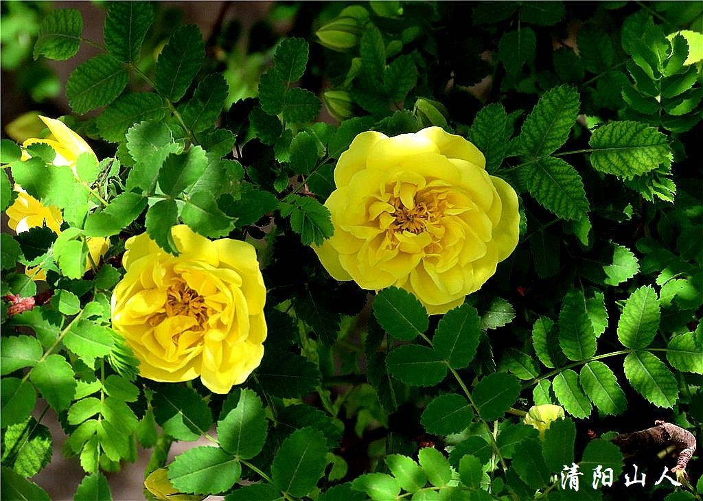宝清县花卉{重瓣黄刺玫花}清阳山人
