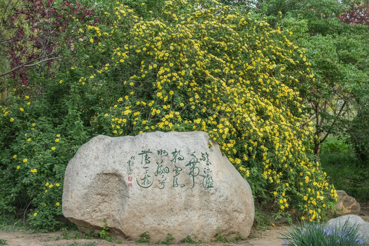 黄刺玫