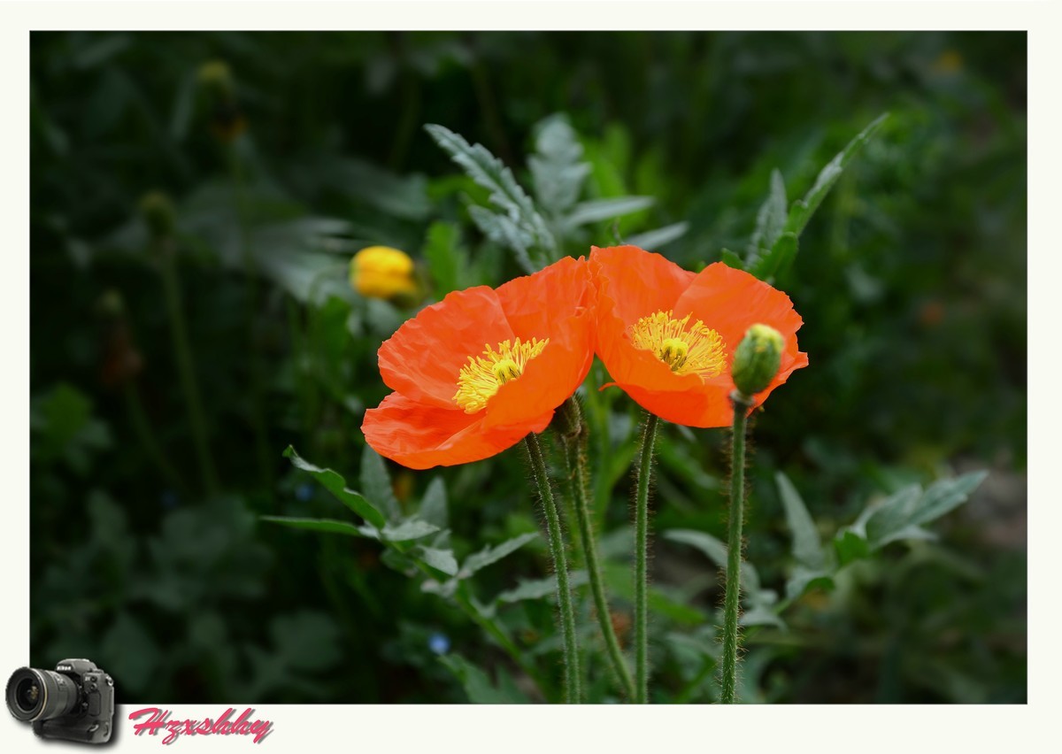 虞美人（2024248）