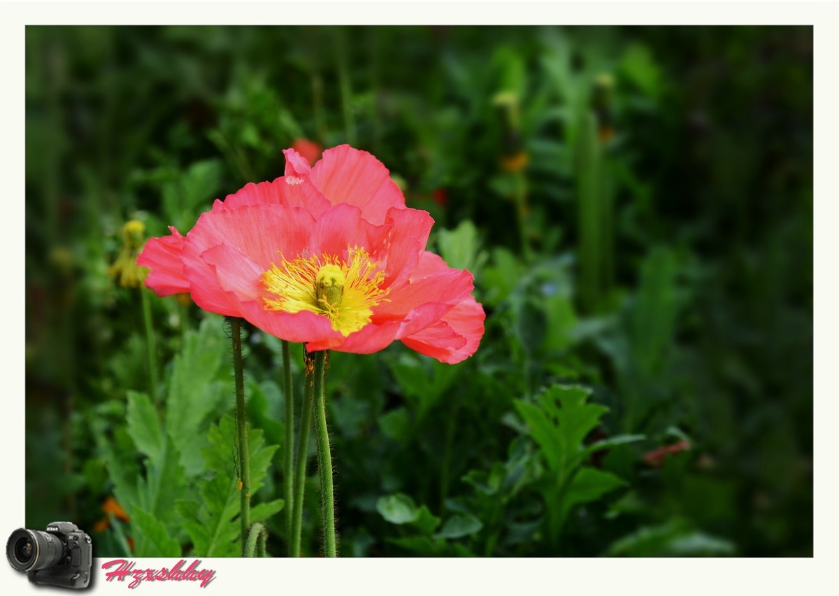 虞美人（2024248）