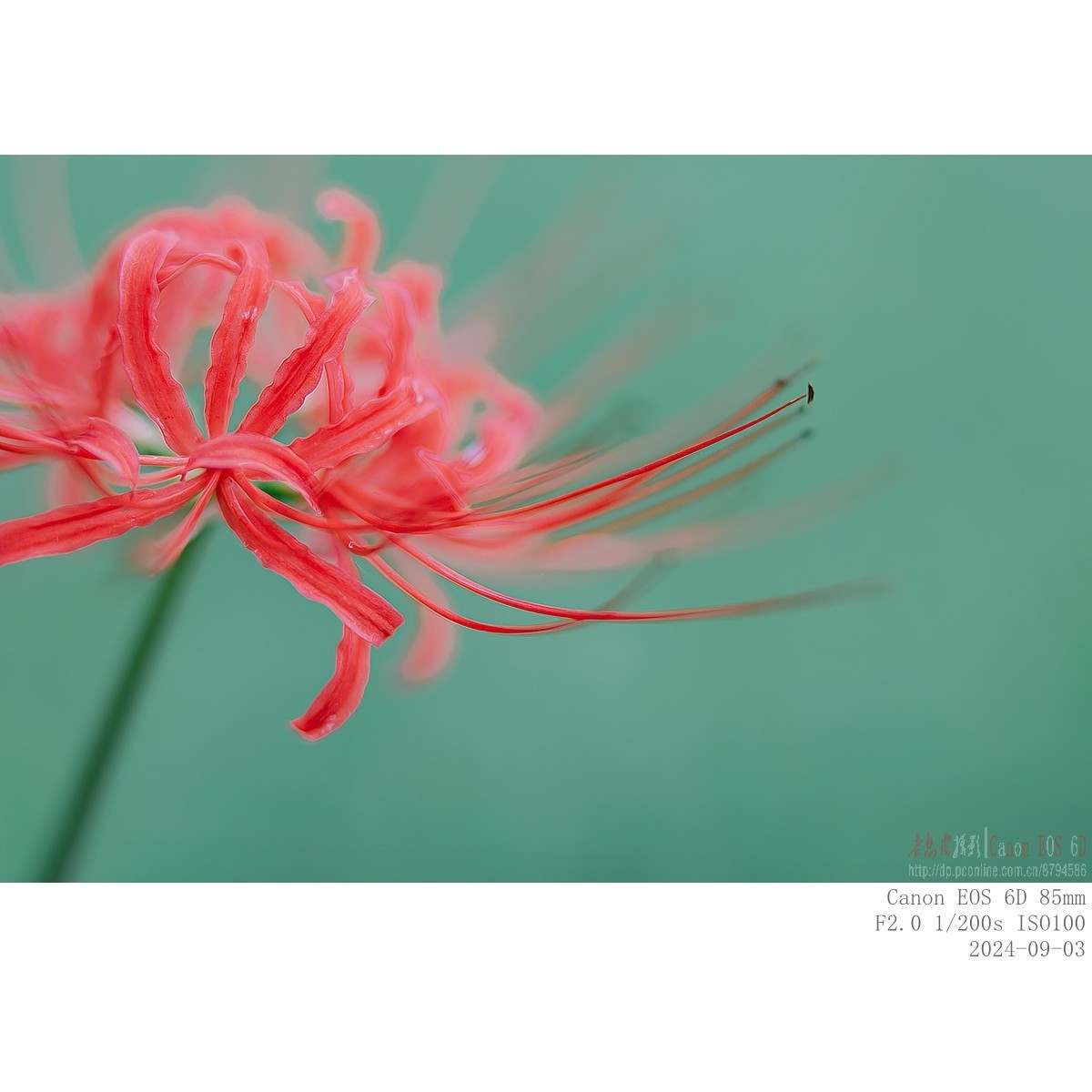 换个角度看石蒜