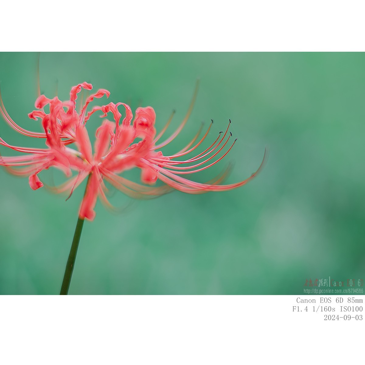 换个角度看石蒜