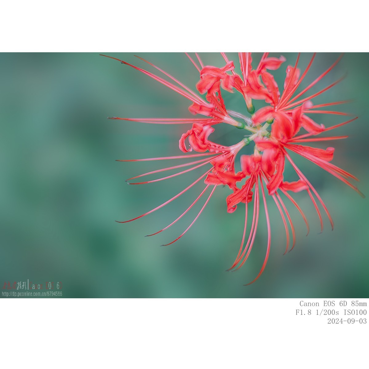 换个角度看石蒜