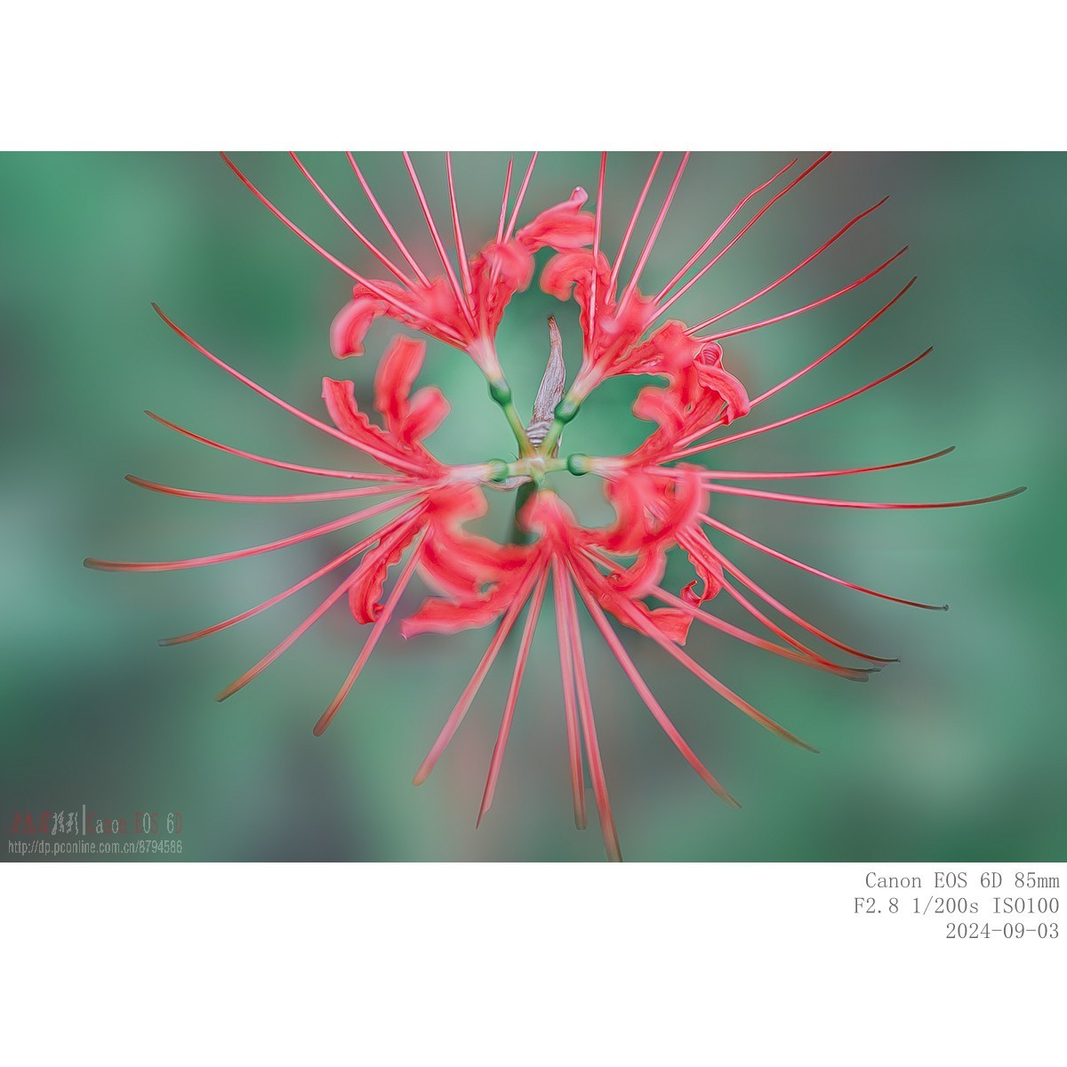 换个角度看石蒜