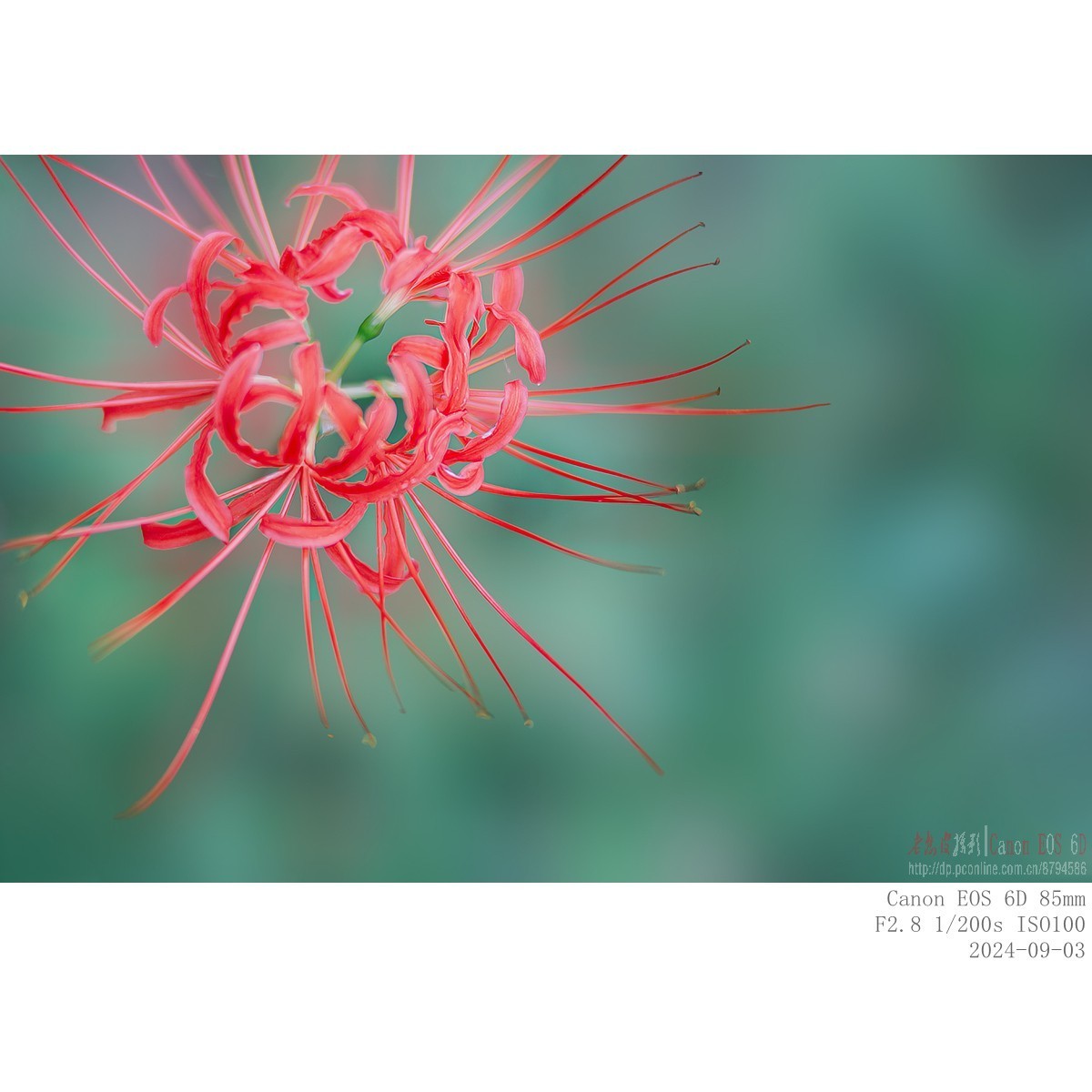 换个角度看石蒜