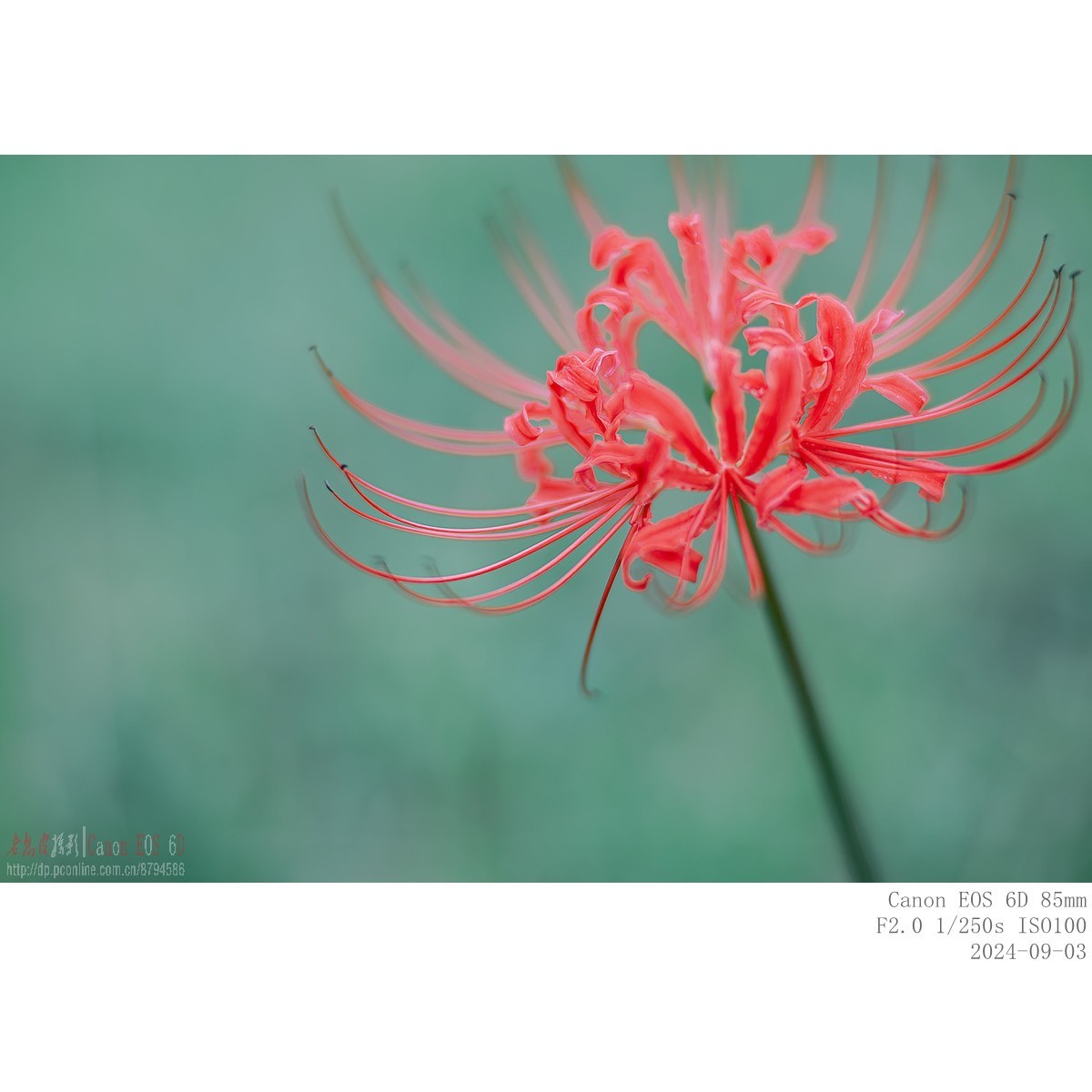 换个角度看石蒜