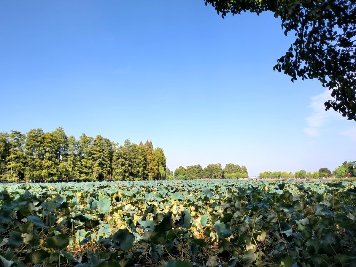 2024秋 江汉行（27）东湖揽胜