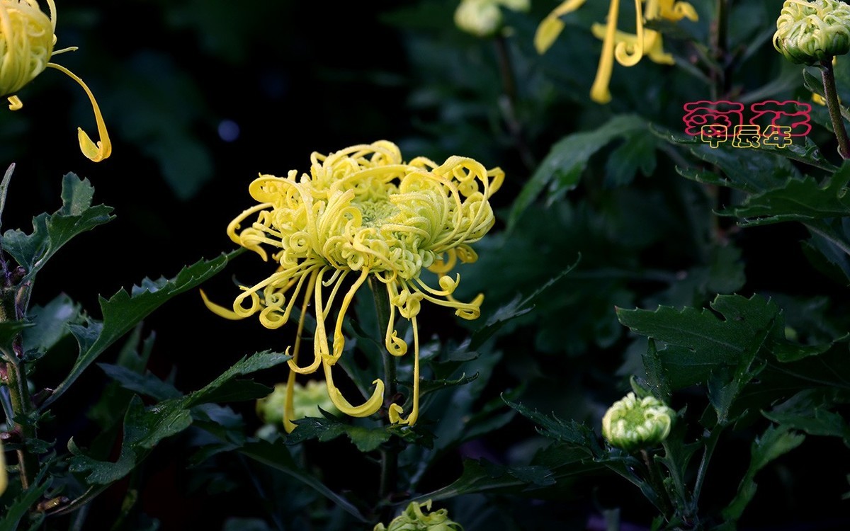 甲辰年菊花【2024-170】