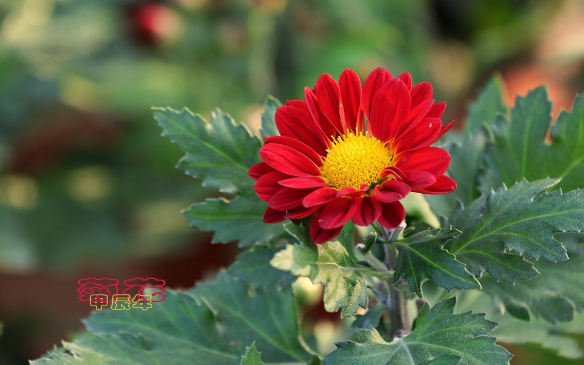 甲辰年菊花【2024-170】