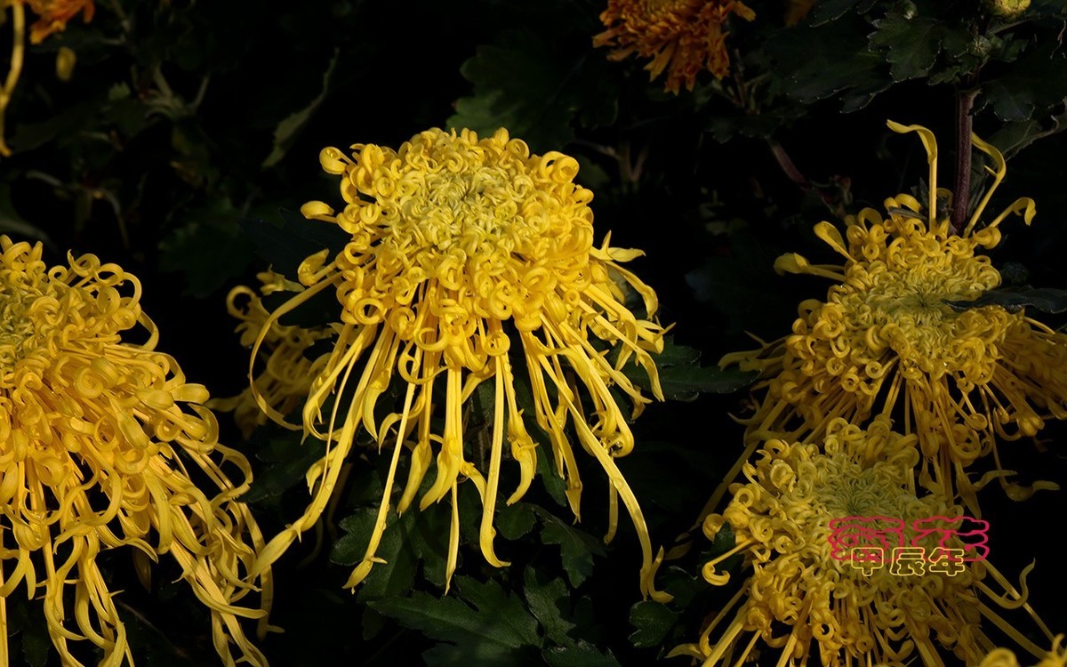 甲辰年菊花【2024-170】