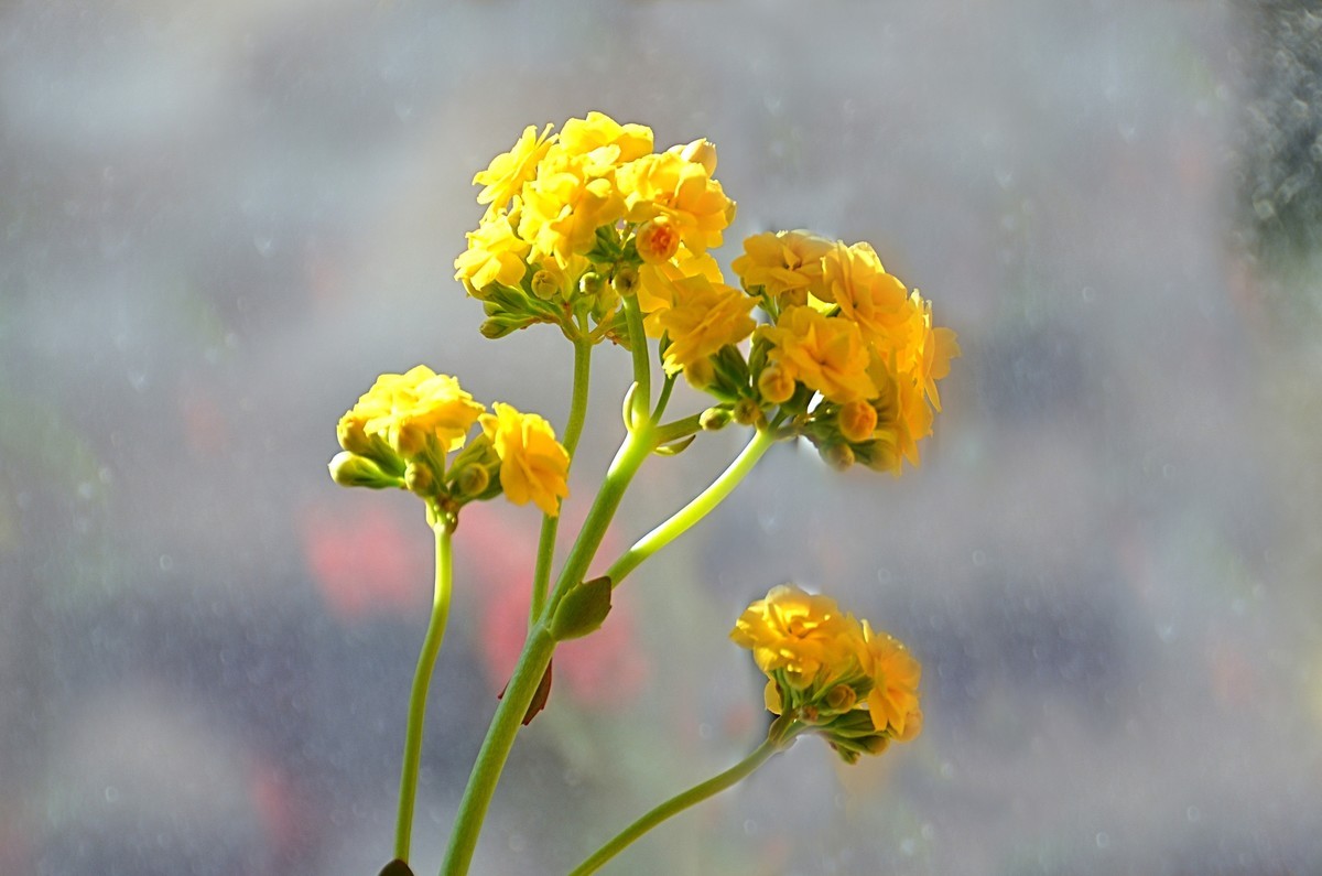 2025长寿花（6）