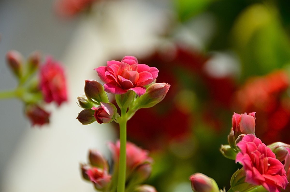 2025长寿花（6）