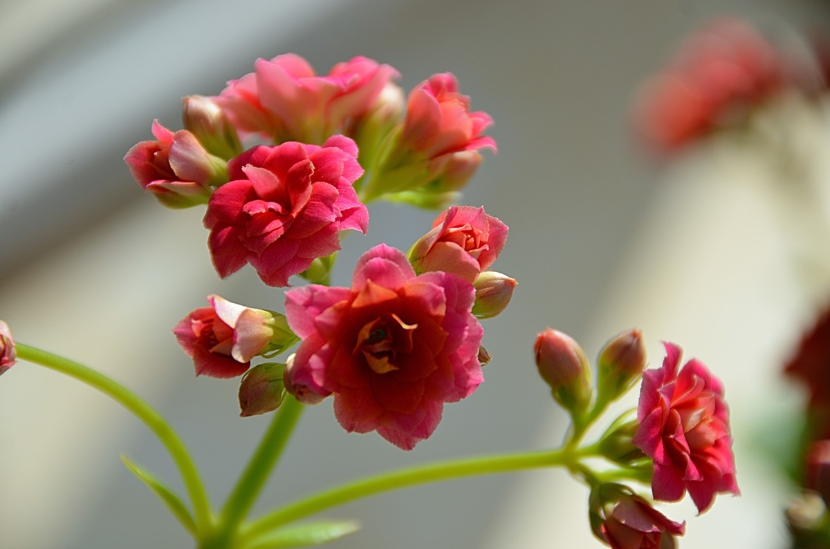 2025长寿花（6）