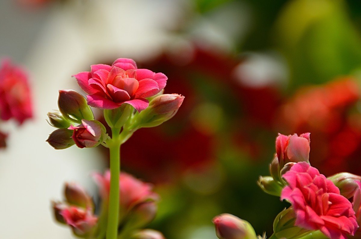 2025长寿花（6）